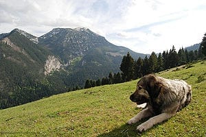 Deltari Ilir ose Qeni i Sharrit është autokton në Trojet Shqiptare