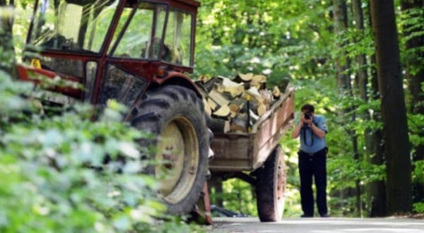 Dënohet me 150 euro gjobë i akuzuari që pranoi fajësinë për vjedhje pylli në Dragash