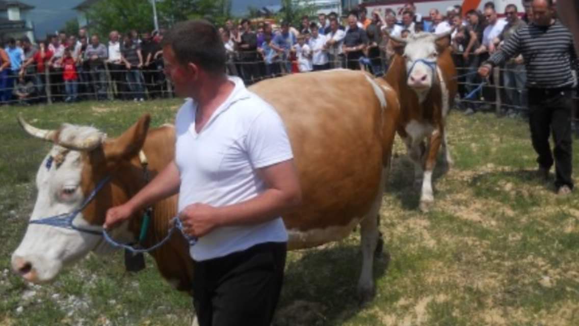 Komuna e Prizrenit blen 90 lopë qumështore..!
