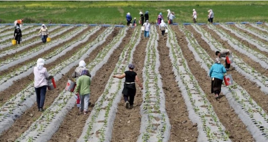 Punët e bujqësisë në Shqipëri kanë mbetur në duar të grave