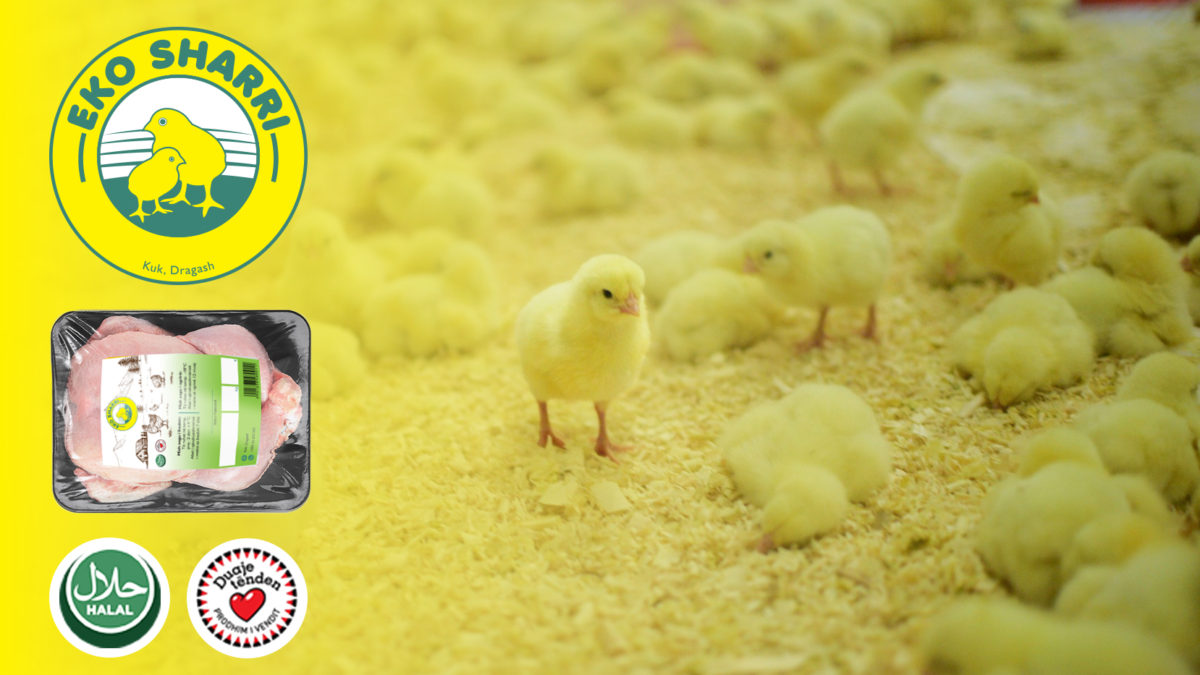 Nesër fillon shitja e Zogjve të mishit në fermën Eko Sharri në fshatin Kuk (NJOFTIM)
